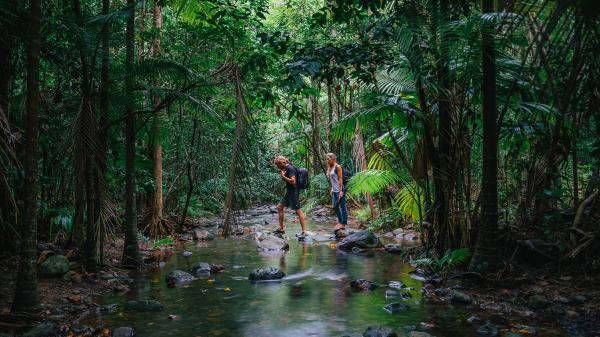 tourism rainforest bushwalk creek